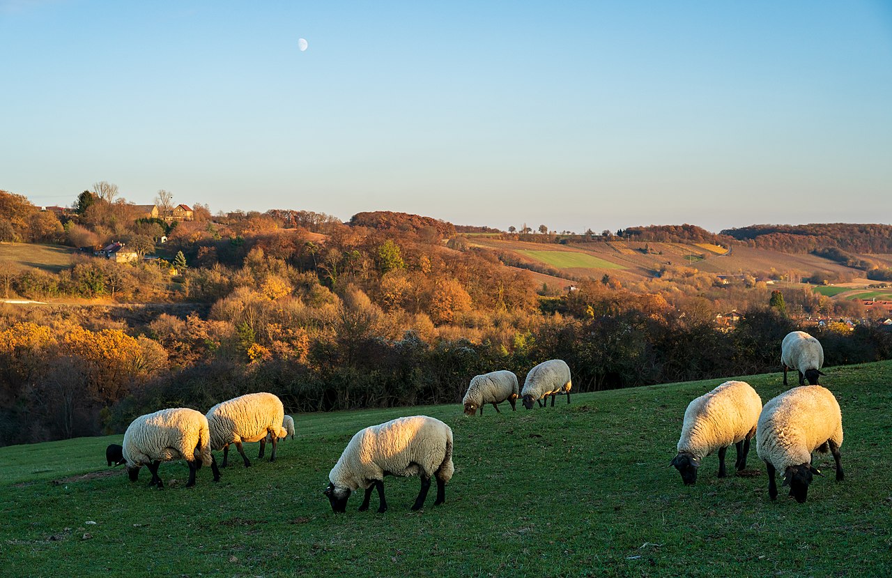 Schafe auf dem Michaelsberg