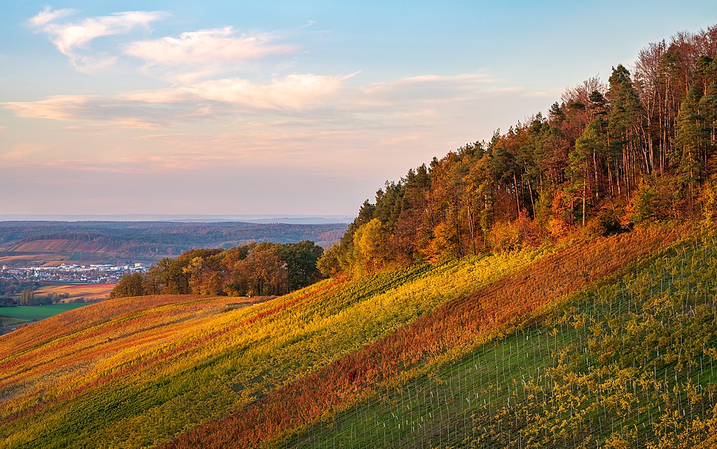 Vineyards and forest edge in the autumn