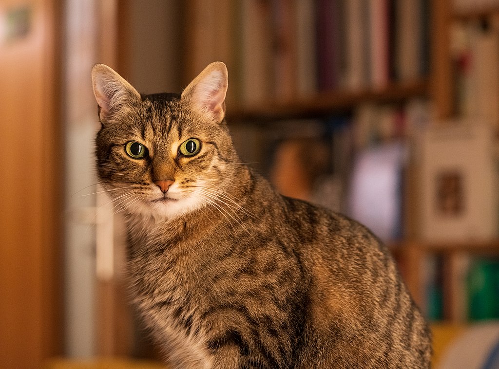 Available-Light-Kater