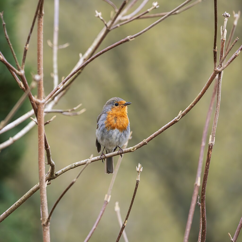 Robin redbreast, framed