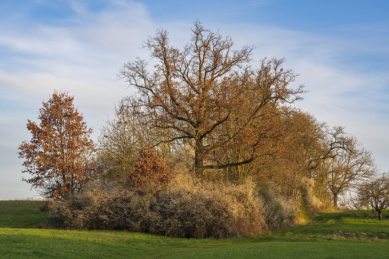 Autumn grove