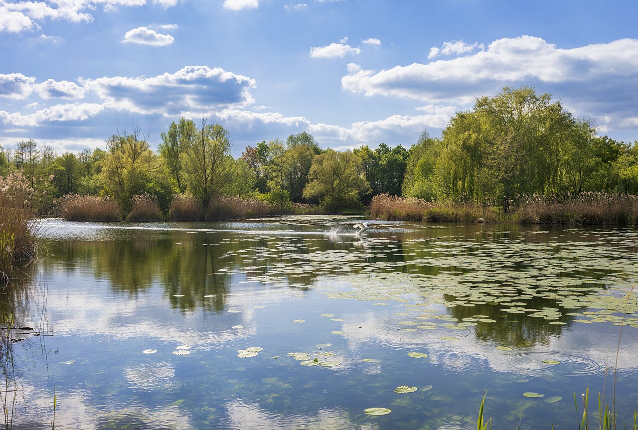 Summer pond