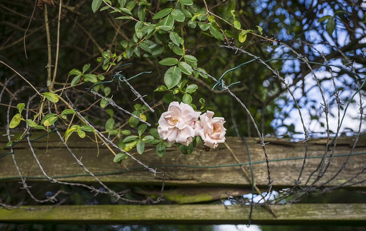 Roses and barbed wire