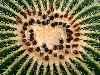 Cactus heart