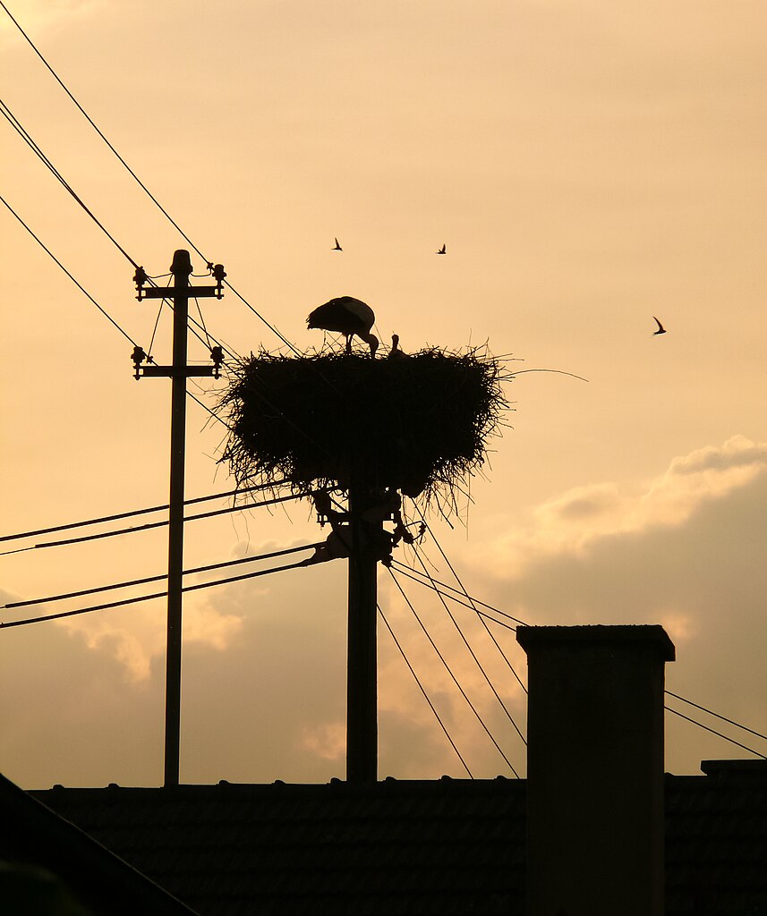 Stork’s nest