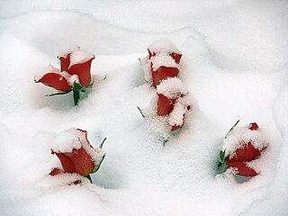 Rosen im Schnee