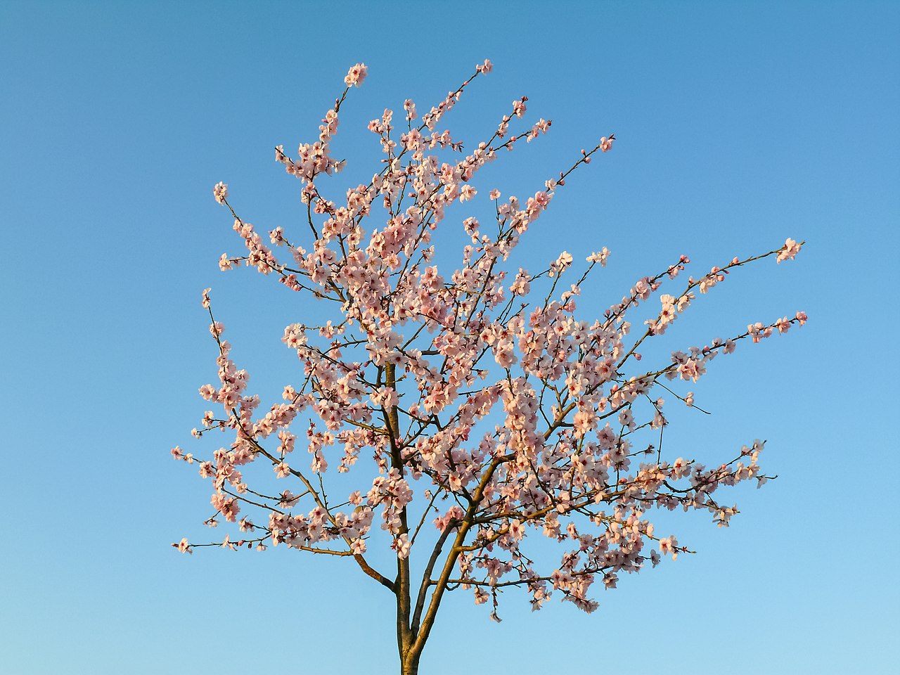 Almond blossom