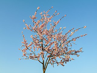 Almond blossom