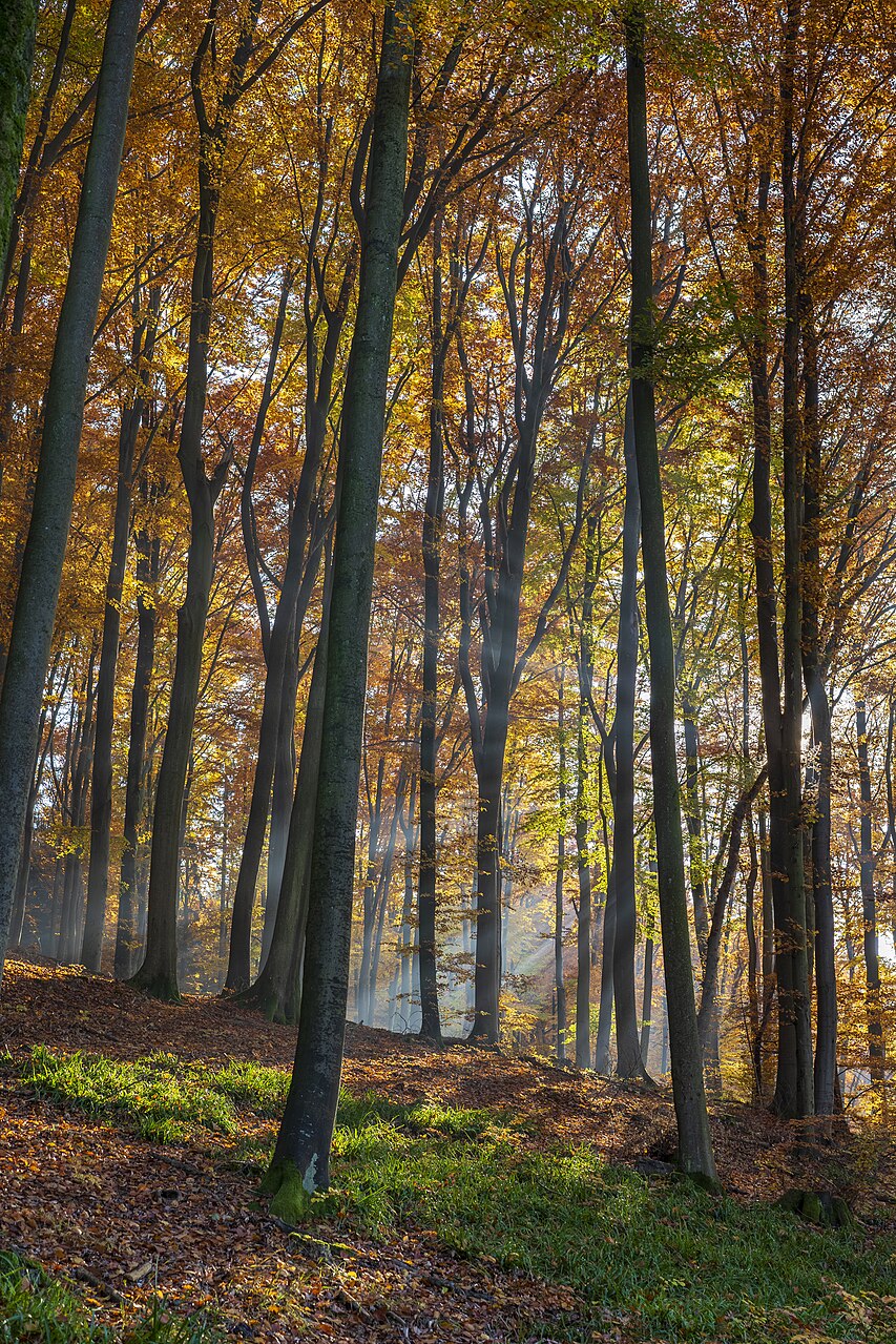 Herbstwald