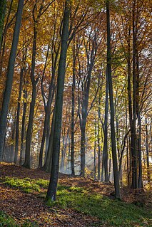 Autumn forest