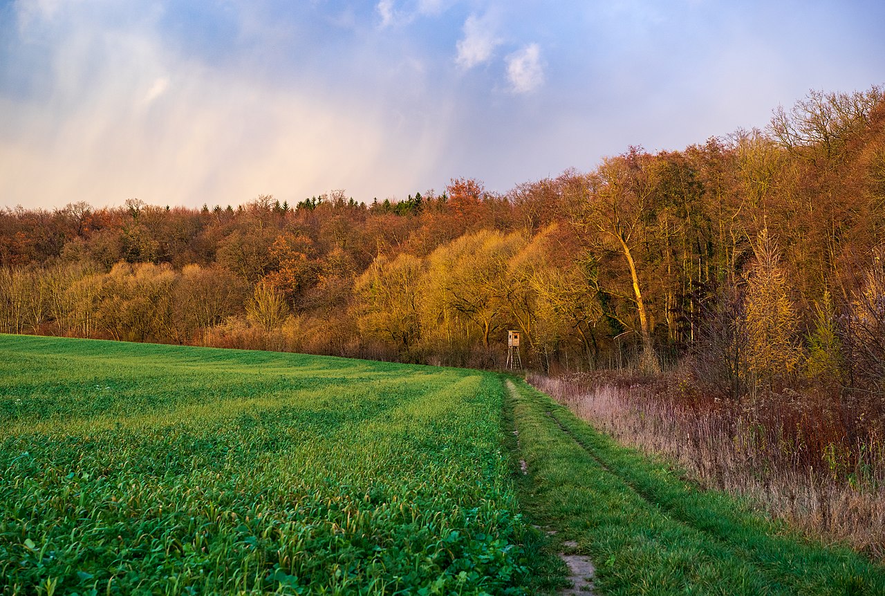 Forest edge with evening sun