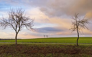 Two couples of trees