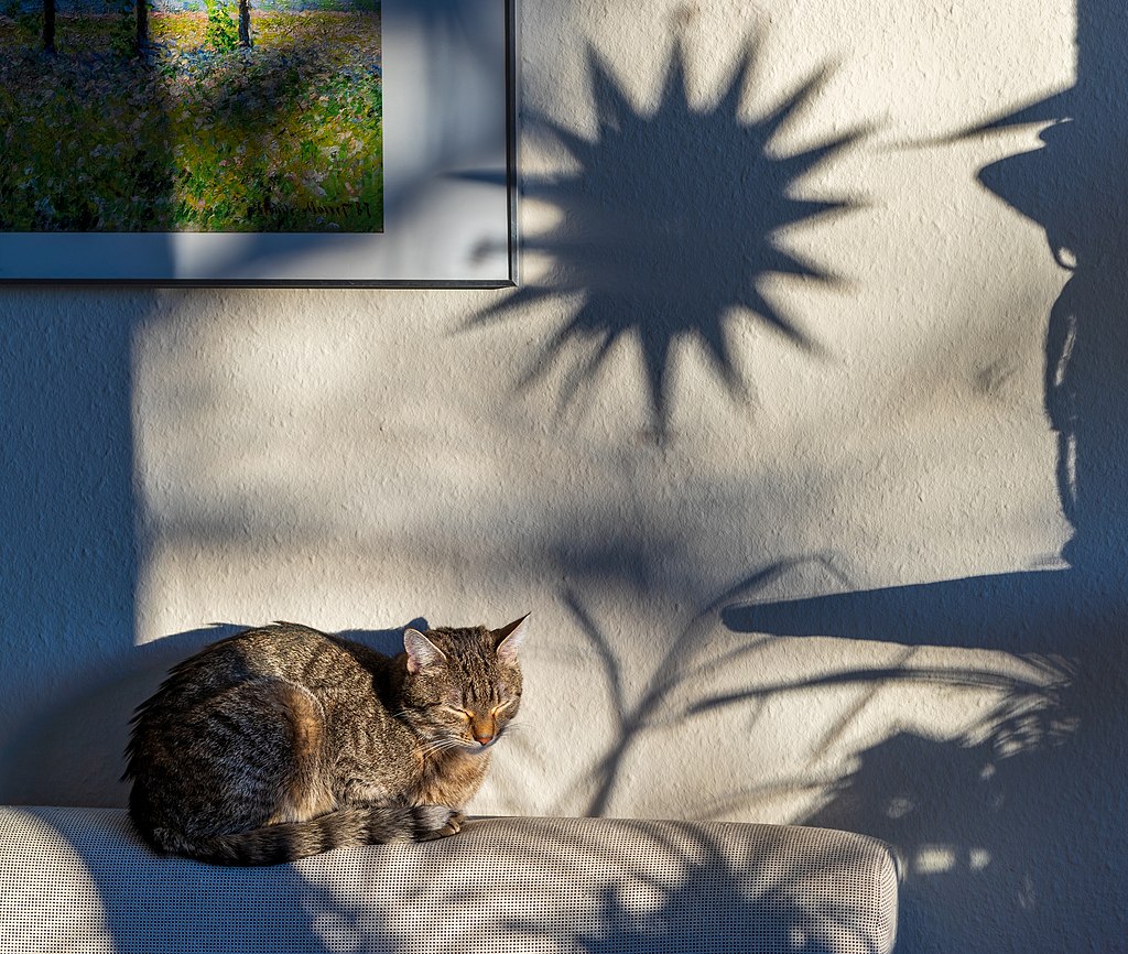 Kleiner Kater unter großem Stern