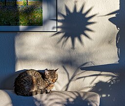 Kleiner Kater unter großem Stern