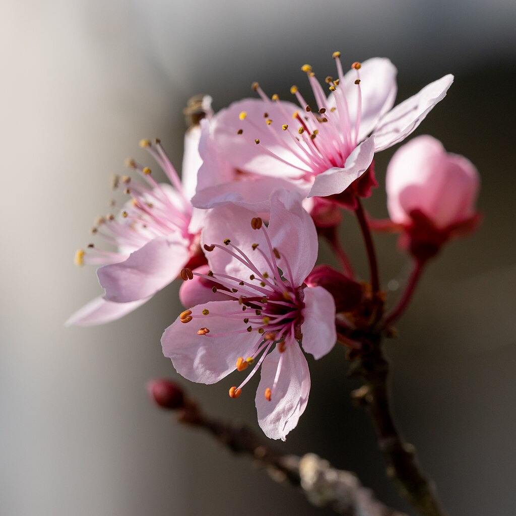 Blossoms of a Purple-leaf cherry plum