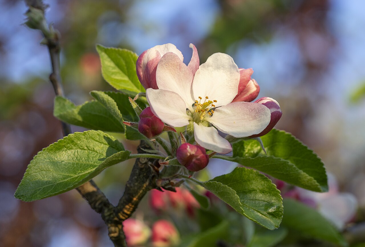 Apfelblüte