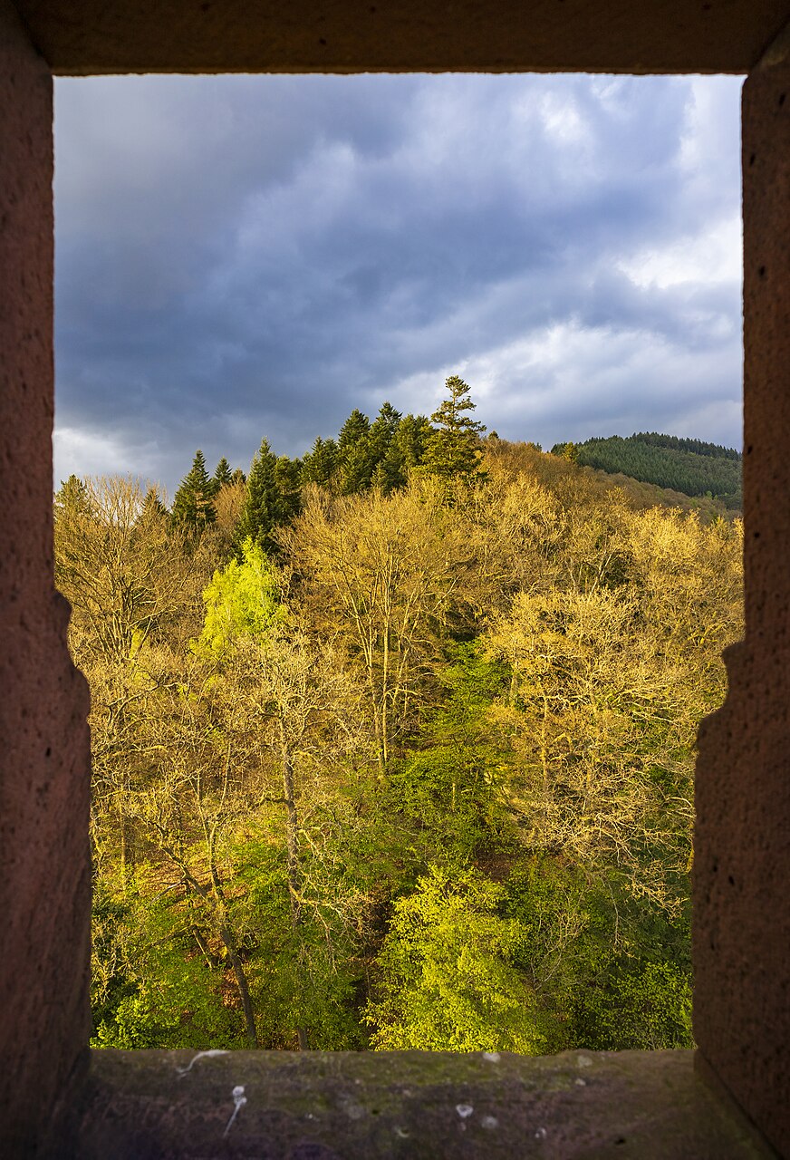 Wald mit strahlender Abendsonne