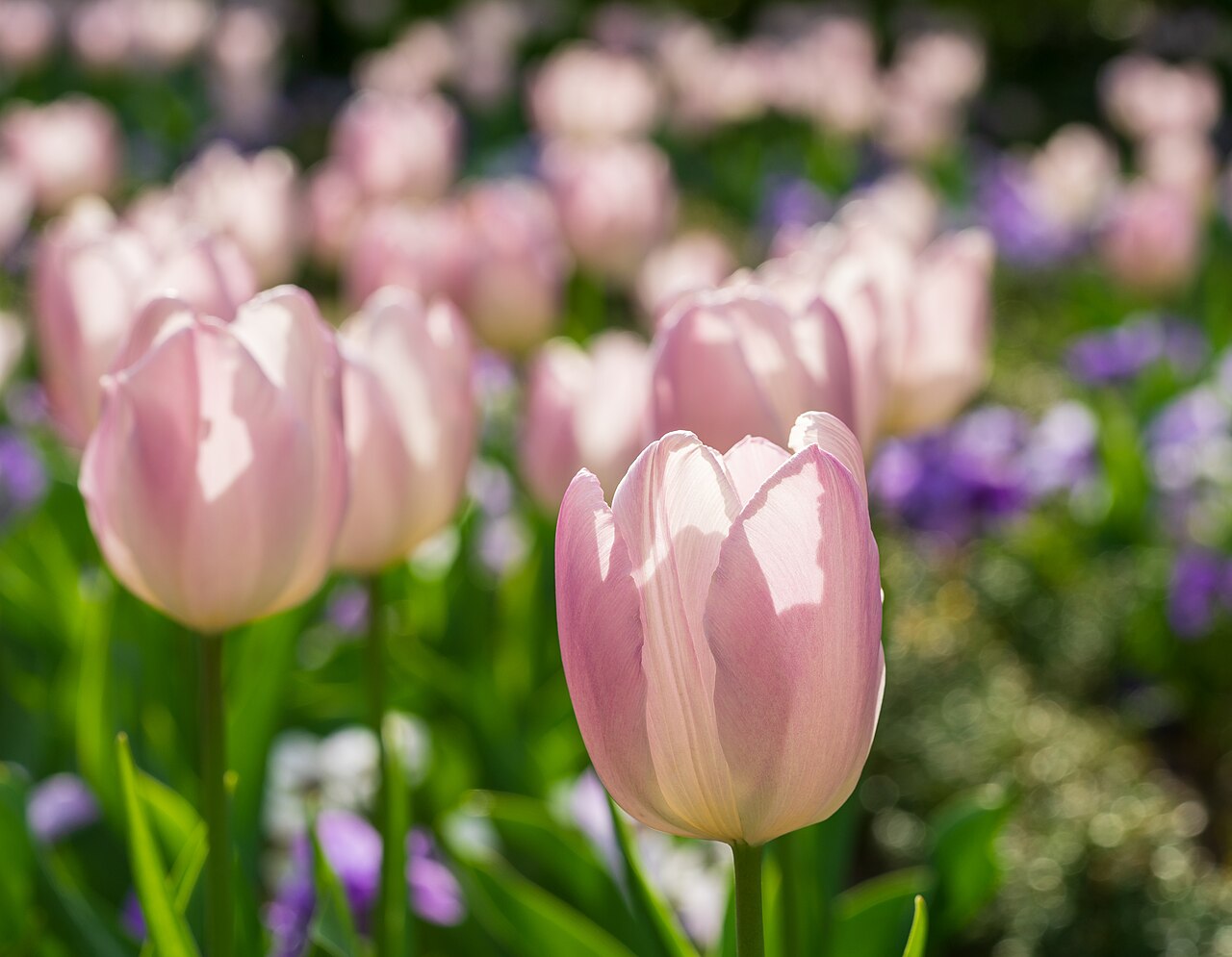 Tulpen im Gegenlicht