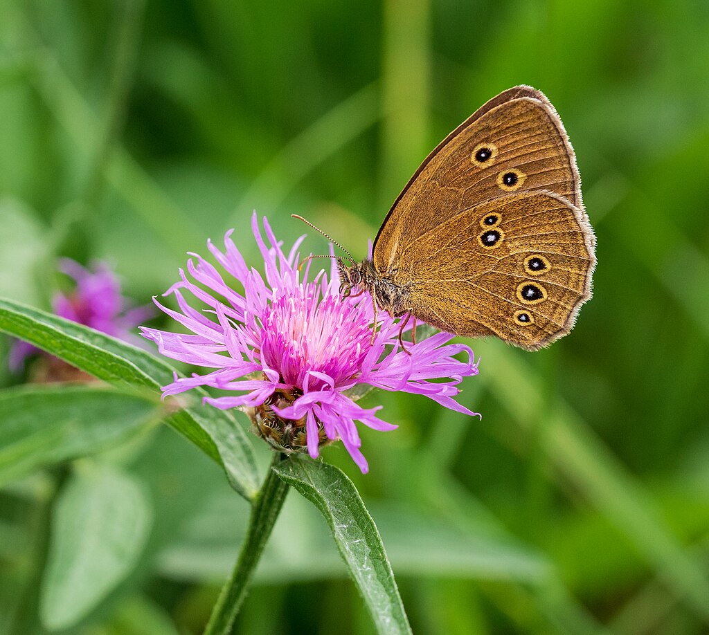 Ringlet on brown knapweed flower