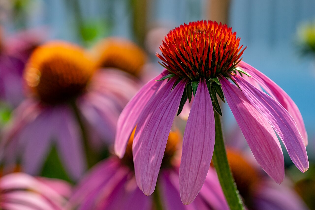 Echinacea flowers