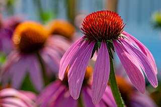 Echinacea flowers