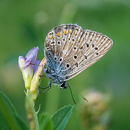 European common blue