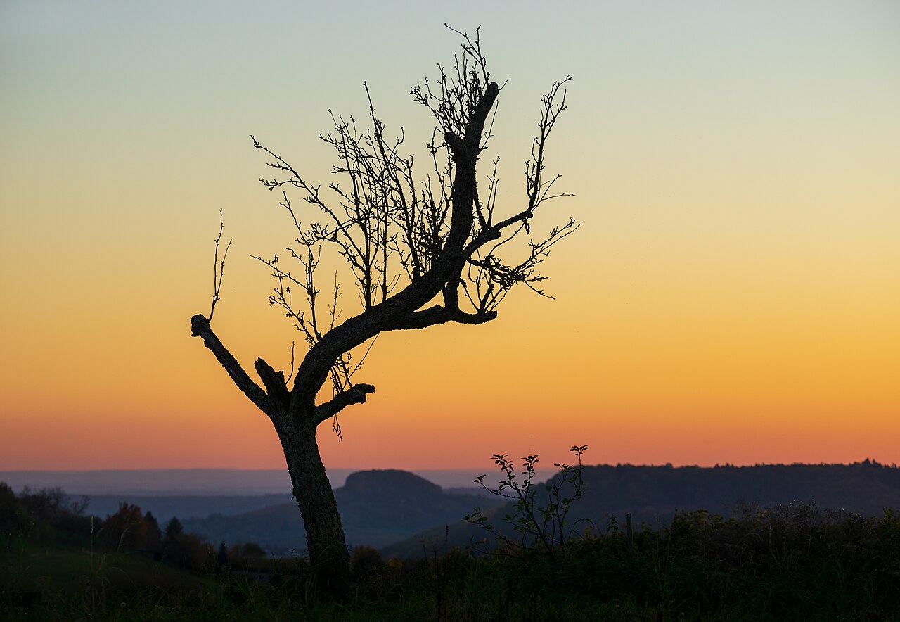 Sterbender Baum