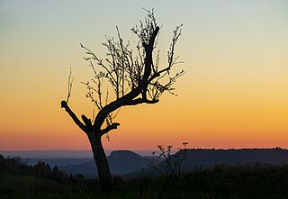 Sterbender Baum