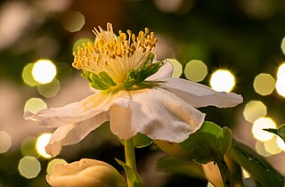 Weihnachts-Christrose