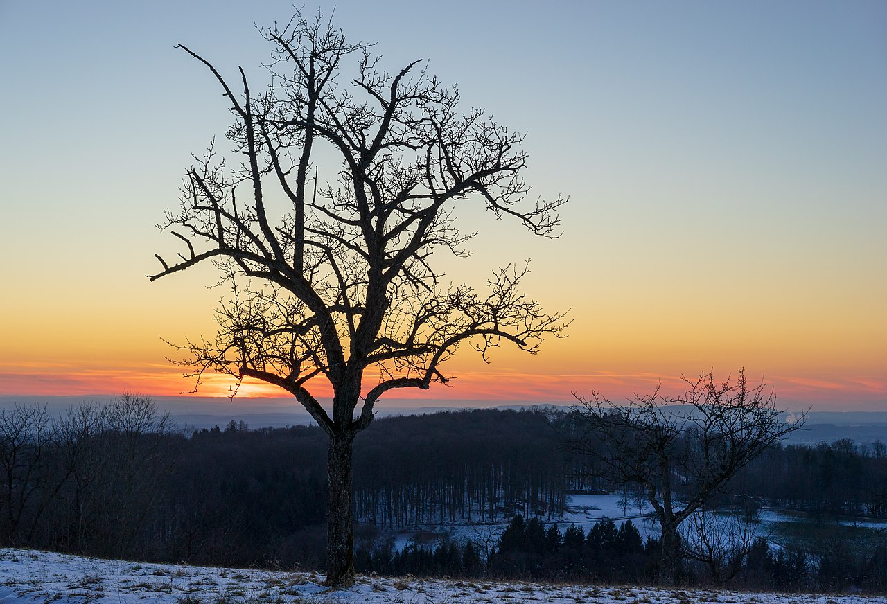 Pear tree in winter