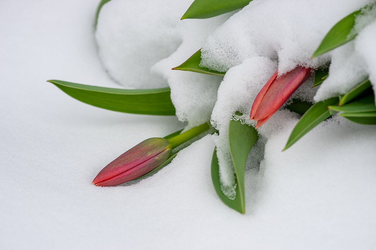 Tulips in snow