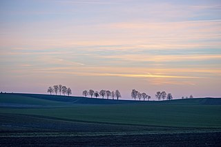 Row of trees at sunset