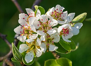 Pear blossoms