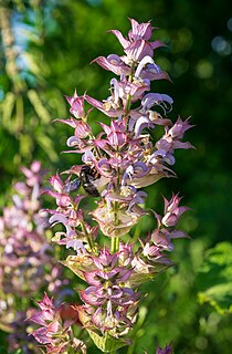 Clary sage