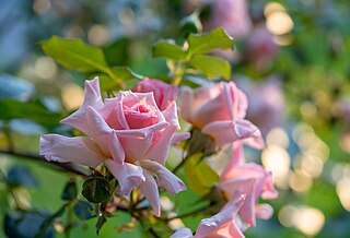 Delicate roses