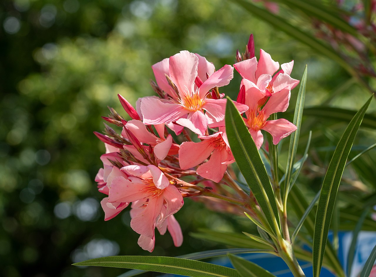 Oleander flowers