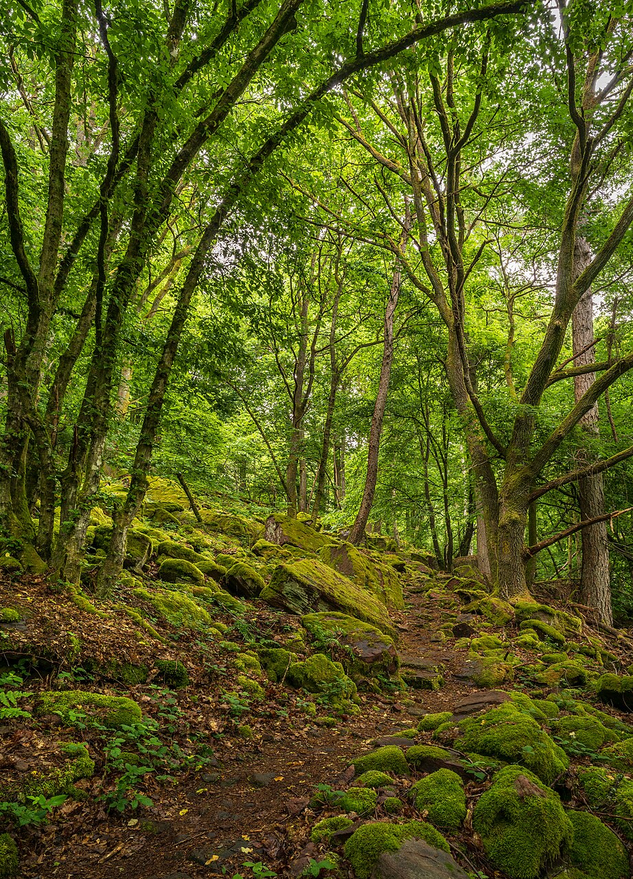 Primeval forest path