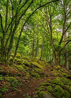 Primeval forest path