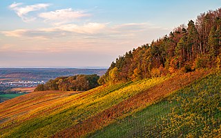 Weinberge und Waldrand an Herbstabend