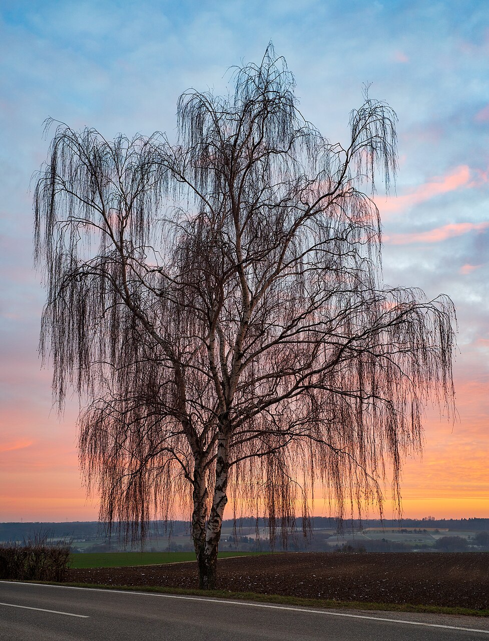 Birke bei Sonnenuntergang