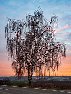 Birke bei Sonnenuntergang