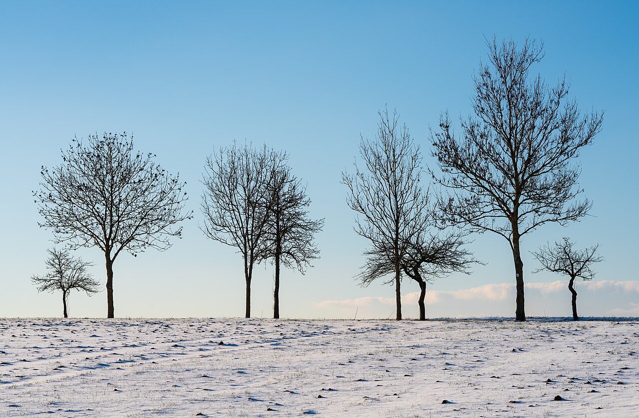 Silhouettes of trees