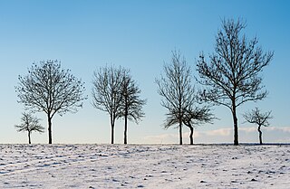 Baumsilhouetten