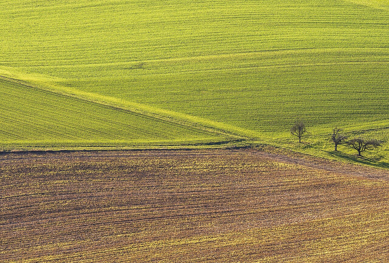 Golden fields