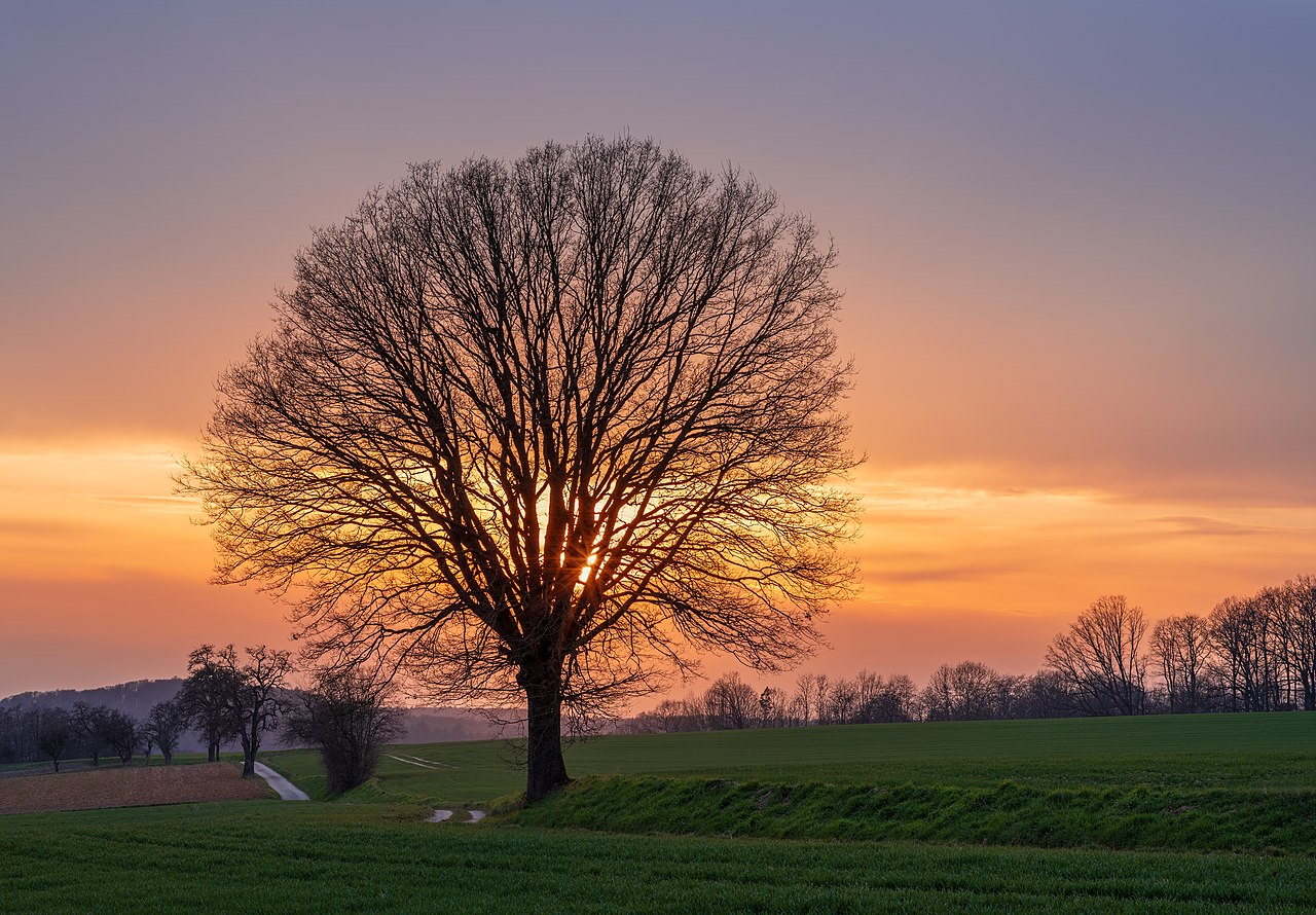 Baum am Weg