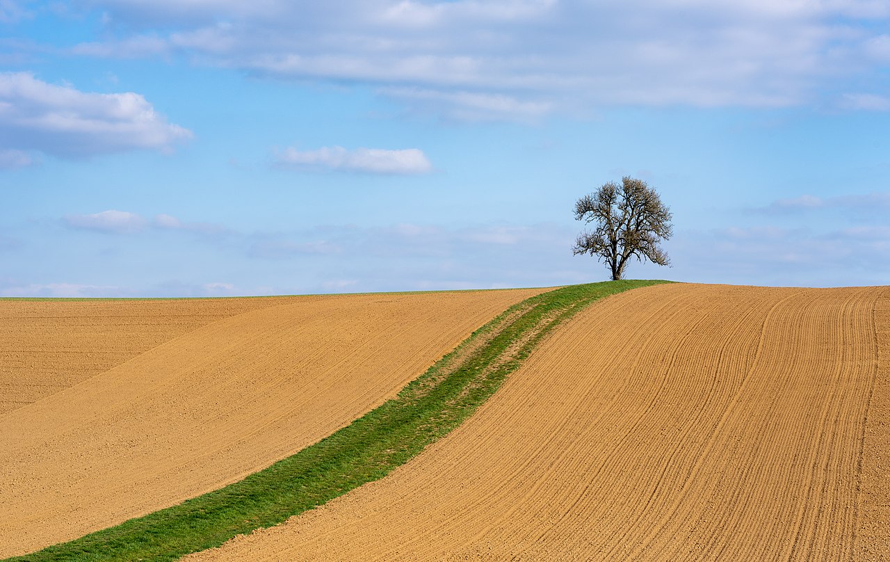 Das grüne Band und der einsame Baum