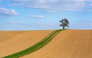 A green ribbon and a lonely tree