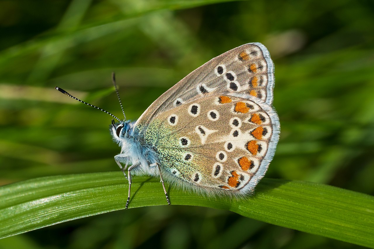 European common blue