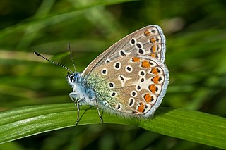 European common blue