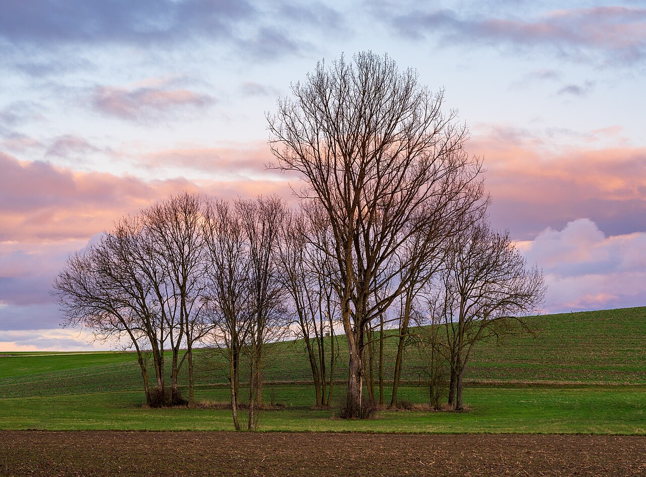 Baumgruppe bei Sonnenuntergang